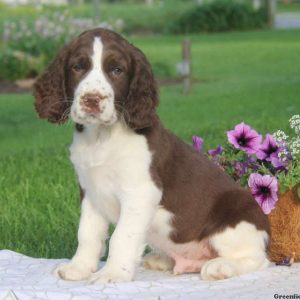 Tommy, English Springer Spaniel Puppy