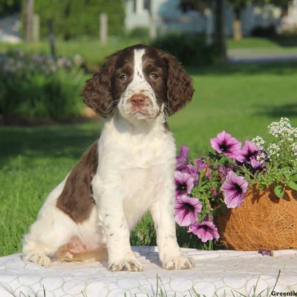 Tonya, English Springer Spaniel Puppy