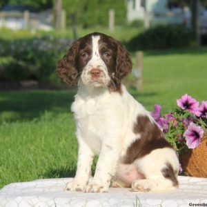 Tonya, English Springer Spaniel Puppy