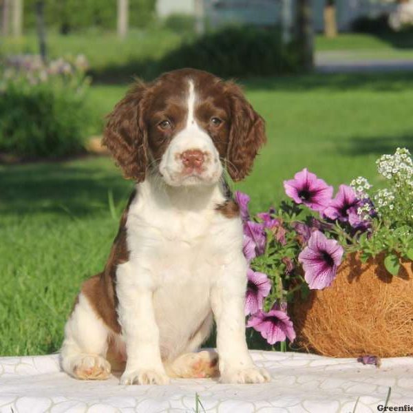 Tracy, English Springer Spaniel Puppy