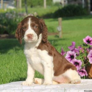 Tracy, English Springer Spaniel Puppy