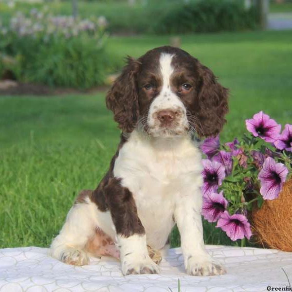 Trevor, English Springer Spaniel Puppy