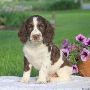 Trevor, English Springer Spaniel Puppy