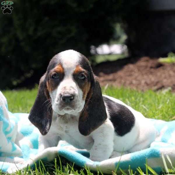 Trista, Basset Hound Puppy