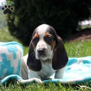 Trista, Basset Hound Puppy