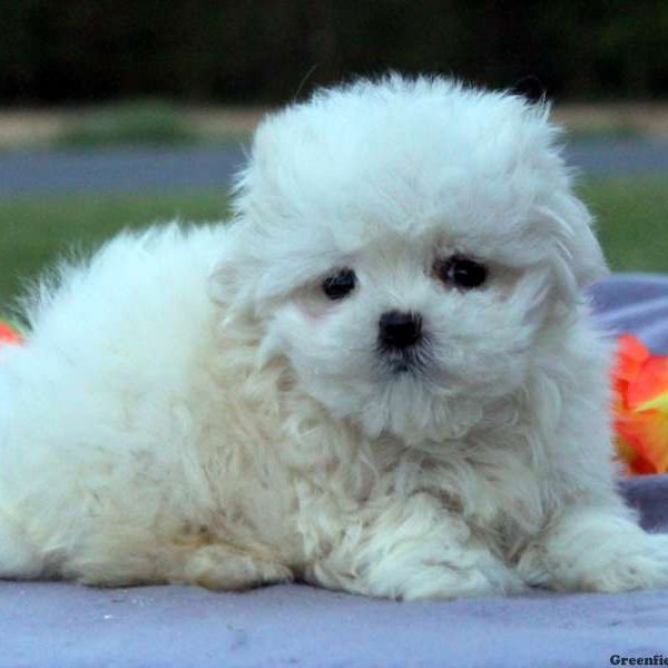 Tucker, Maltese Puppy