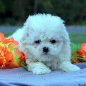 Tucker, Maltese Puppy