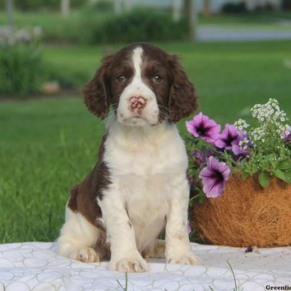 Tuffy, English Springer Spaniel Puppy