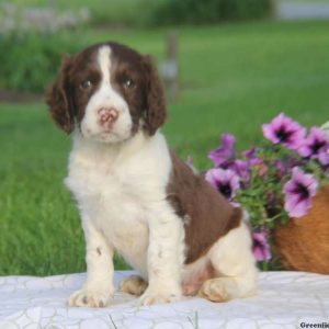 Tuffy, English Springer Spaniel Puppy