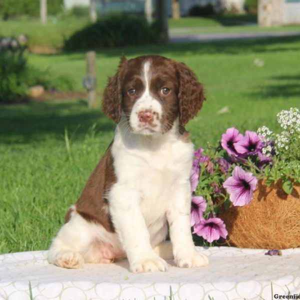 Tulip, English Springer Spaniel Puppy