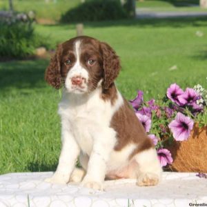 Tulip, English Springer Spaniel Puppy