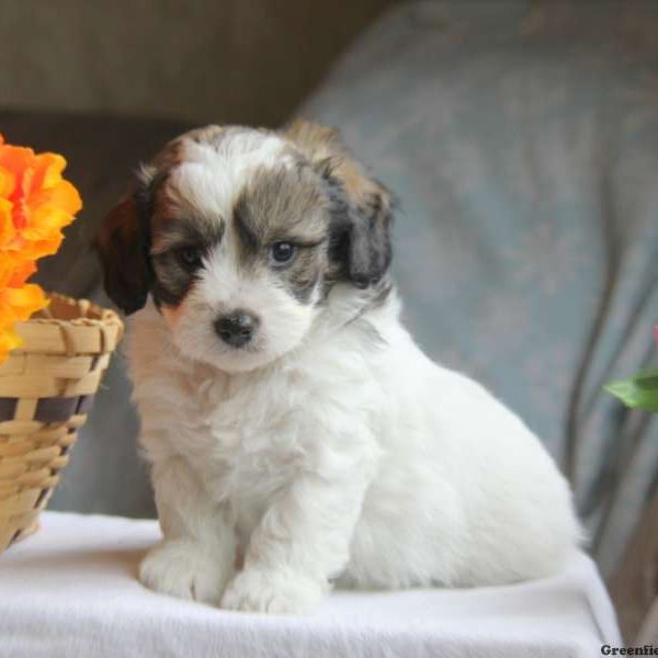 Turner, Shih-Poo Puppy