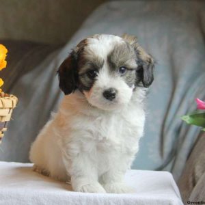 Turner, Shih-Poo Puppy