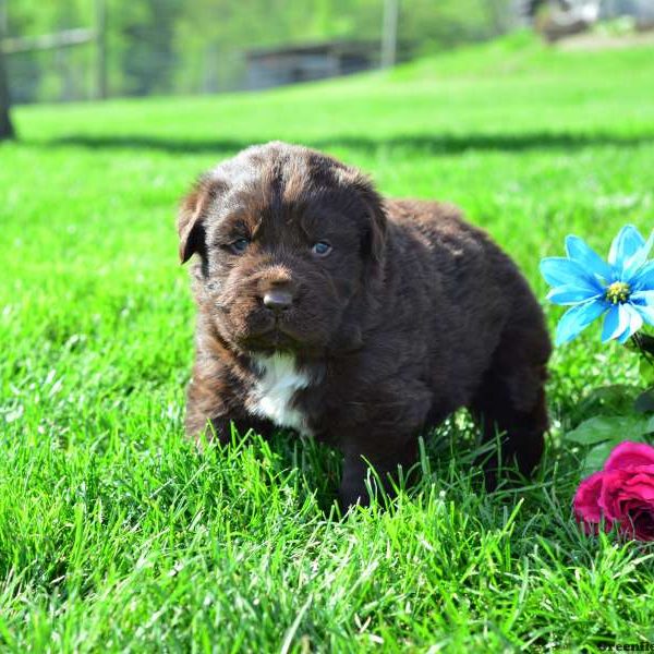 Wallflower, Newfoundland Puppy