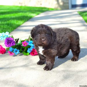 Wallflower, Newfoundland Puppy