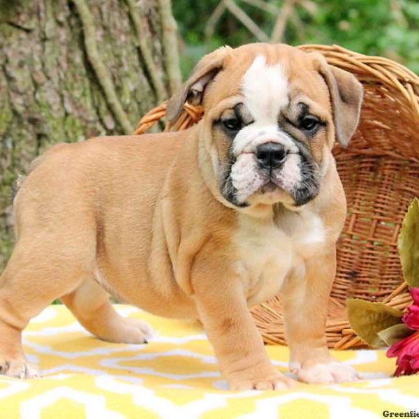 Willow, English Bulldog Puppy