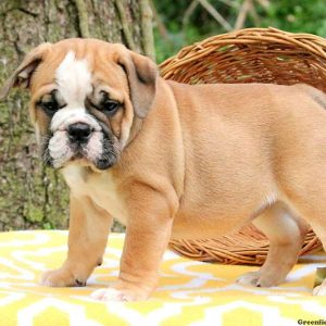 Willow, English Bulldog Puppy