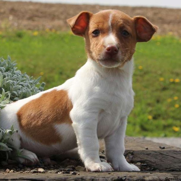 Zak, Jack Russell Terrier Puppy