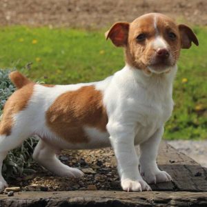 Zak, Jack Russell Terrier Puppy