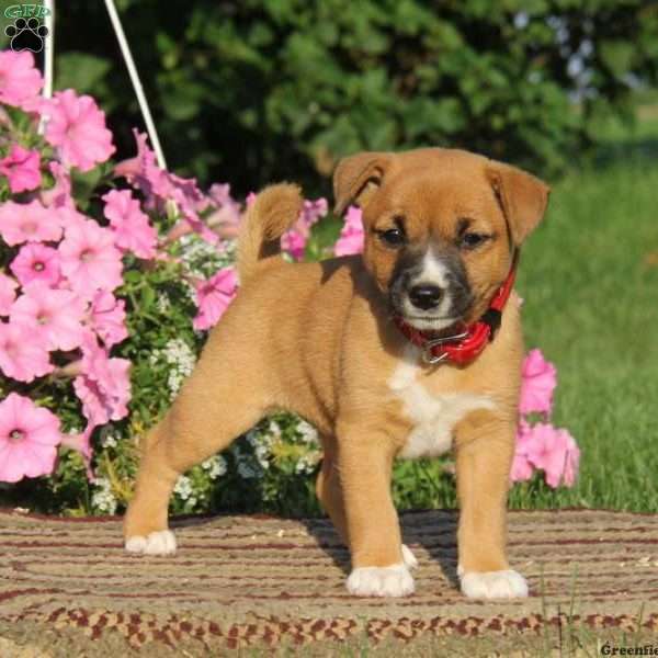 Abagail, Shiba Inu Mix Puppy