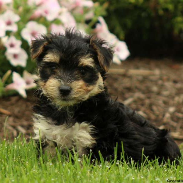 Ace, Morkie / Yorktese Puppy