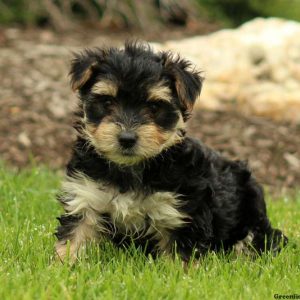 Ace, Morkie / Yorktese Puppy