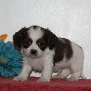 Ace, Cava-Tzu Puppy