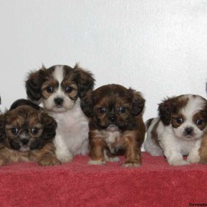 Ace, Cava-Tzu Puppy