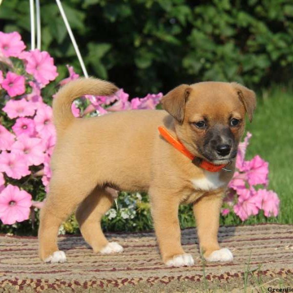 Adam, Shiba Inu Mix Puppy