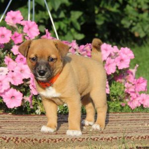 Adam, Shiba Inu Mix Puppy