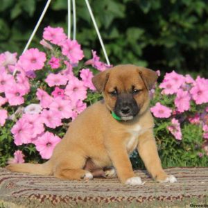 Aden, Shiba Inu Mix Puppy