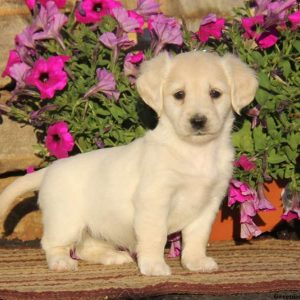 Adrianne, Goldendoodle-Miniature Puppy