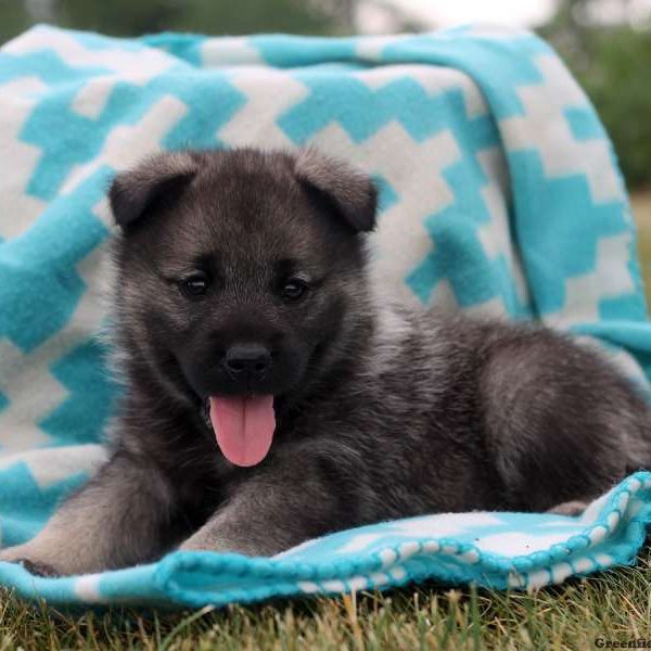 Alaina, Norwegian Elkhound Puppy