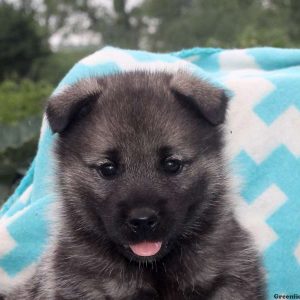 Alaina, Norwegian Elkhound Puppy