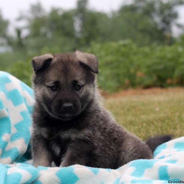 Alice, Norwegian Elkhound Puppy