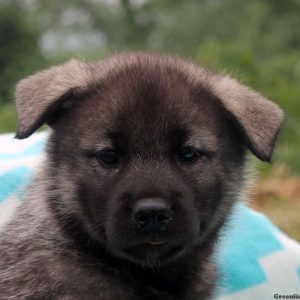 Alice, Norwegian Elkhound Puppy