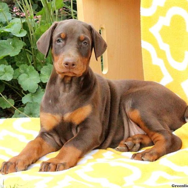 Alicia, Doberman Pinscher Puppy