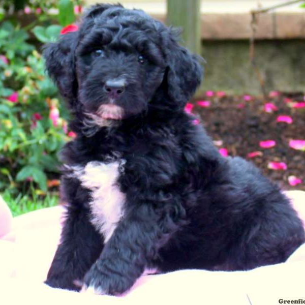 Alicia, Bernedoodle Puppy