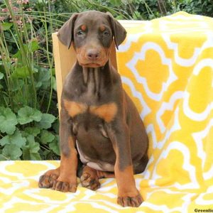 Alicia, Doberman Pinscher Puppy