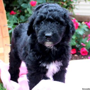 Alicia, Bernedoodle Puppy