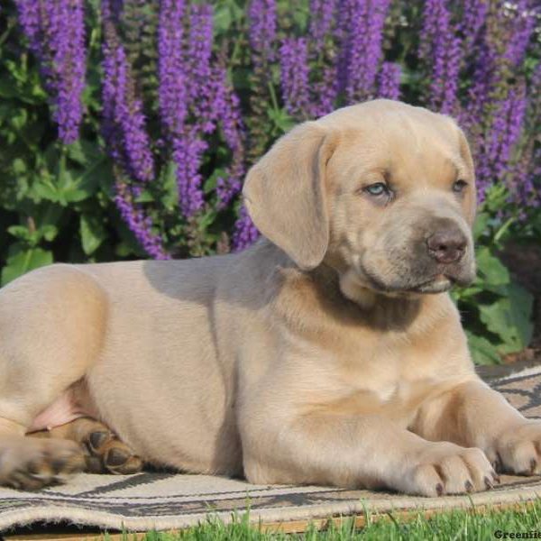 Alissa, Cane Corso Puppy