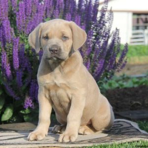 Alissa, Cane Corso Puppy