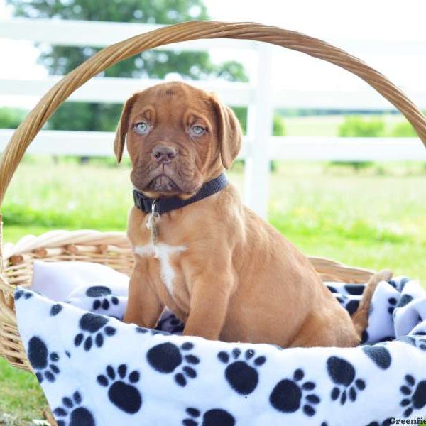 Allie, Dogue De Bordeaux/French Mastiff Puppy