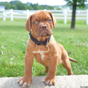 Allie, Dogue De Bordeaux/French Mastiff Puppy