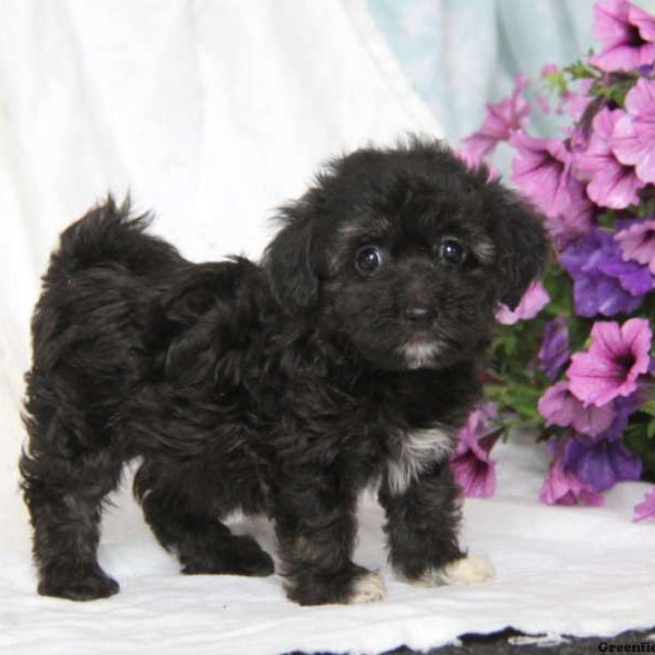 Allison, Havanese Puppy