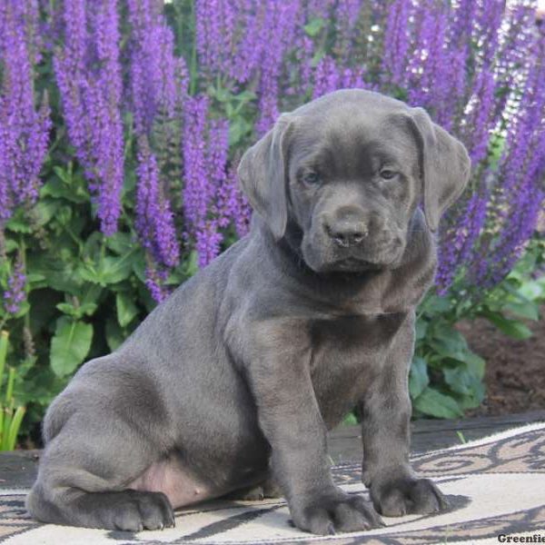 Allison, Cane Corso Puppy