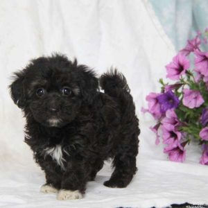 Allison, Havanese Puppy