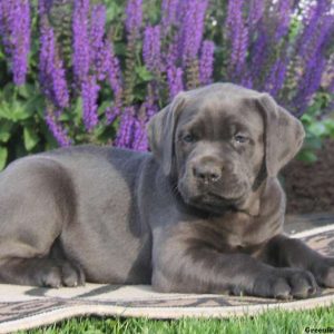 Allison, Cane Corso Puppy