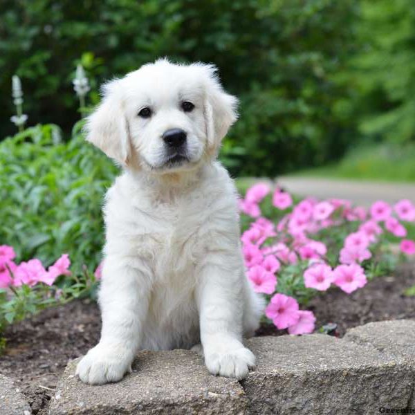 Alloy, Golden Retriever-English Cream Puppy