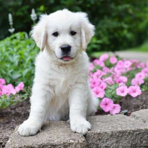 Alloy, Golden Retriever-English Cream Puppy